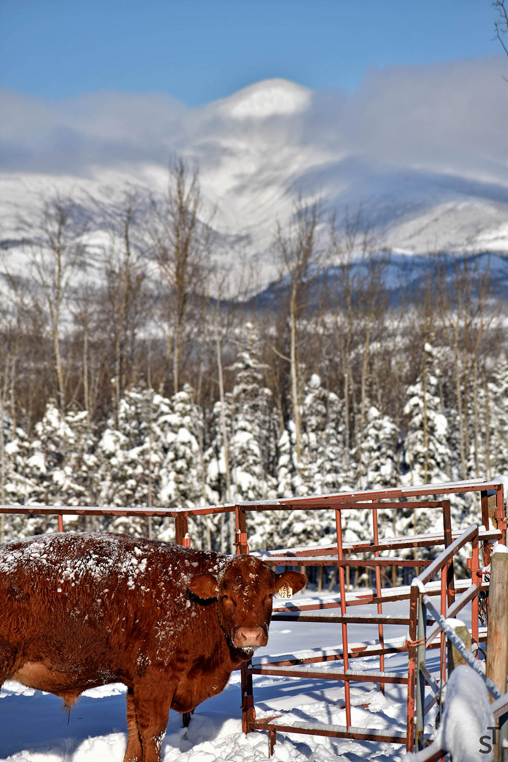 Yukon