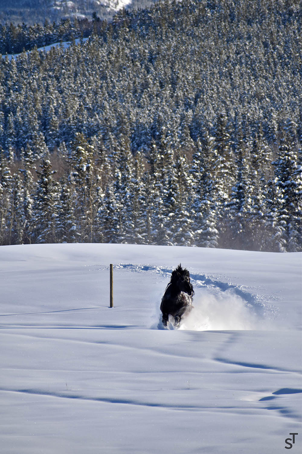 Snow Sprint