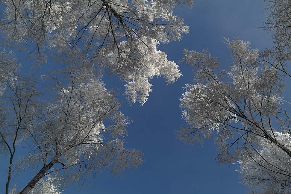 Winter Trees