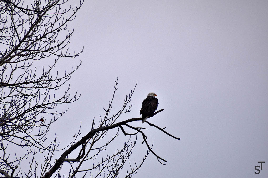 Eagle